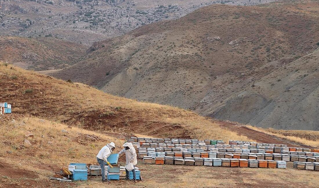 Siirt'te huzura kavuşan Herekol Dağı eteklerindeki 2047 rakımlı Çemikari Yaylası'nda