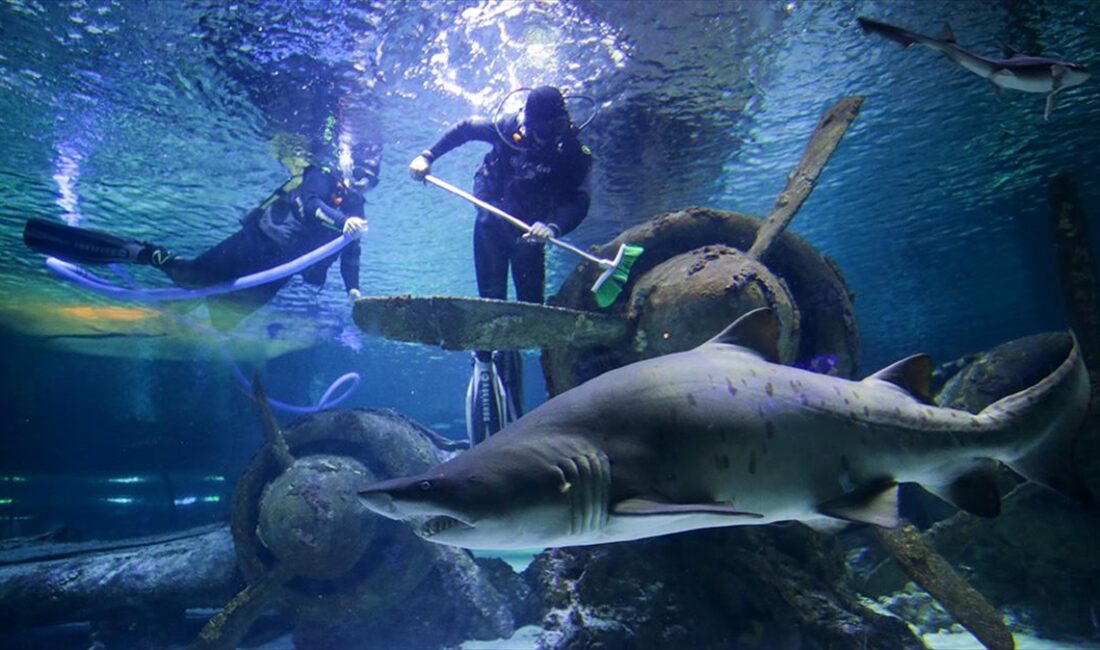 Antalya'da binlerce deniz canlısına ev sahipliği yapan Antalya Akvaryum'da görev