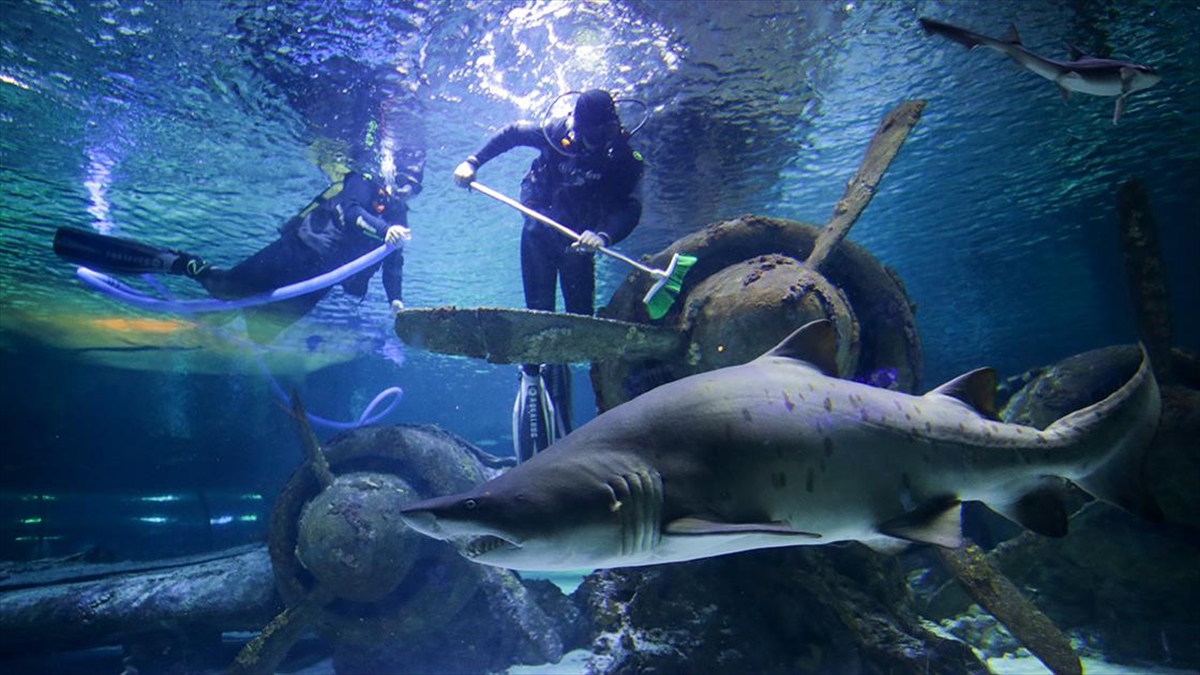 Antalya'da binlerce deniz canlısına ev sahipliği yapan Antalya Akvaryum'da görev