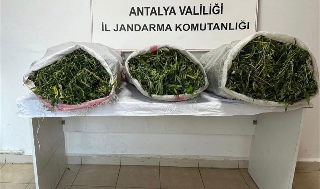 ANTALYA (AA) – Antalya'nın Kaş ilçesinde kiraladığı seralarda uyuşturucu yetiştiren