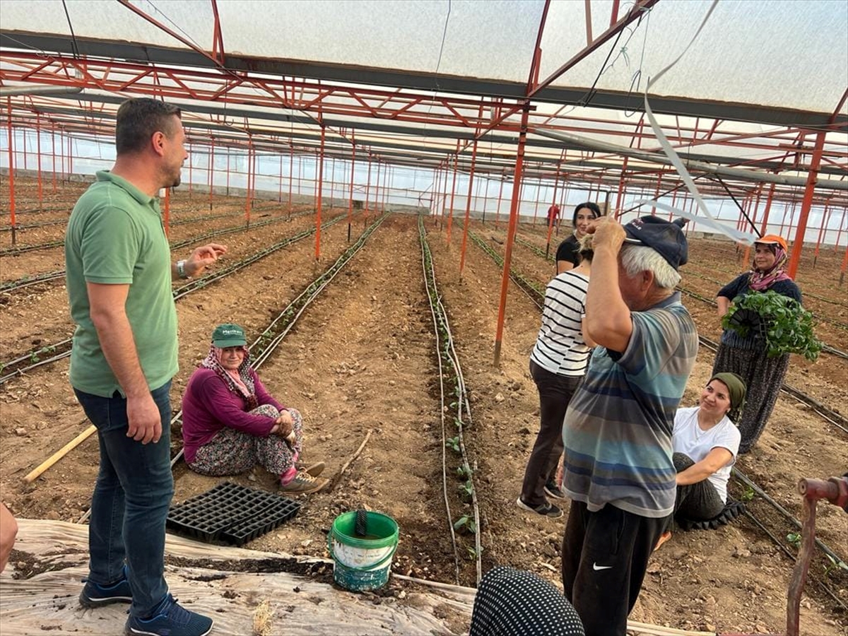 Antalya'nın Demre ilçesinde güz dönemi domatesleri ekildi