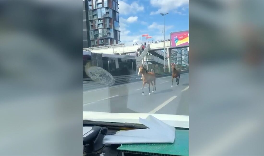 Bakırköy'de, D-100 kara yolunda koşan başıboş iki at, sürücülerin zor
