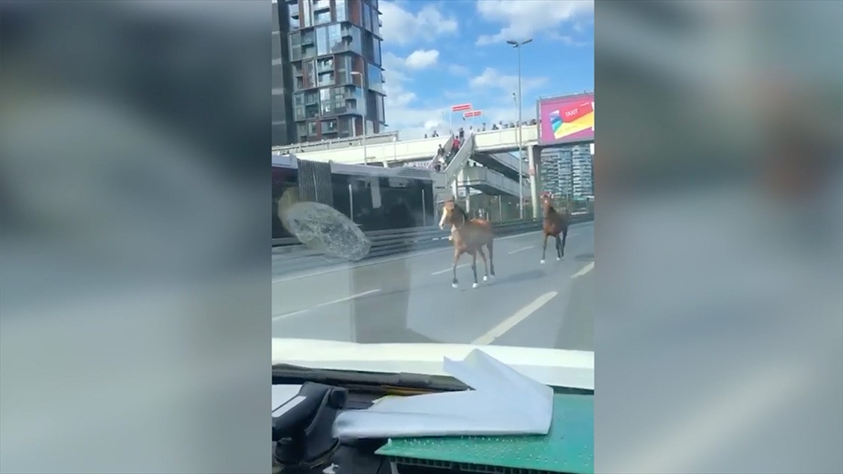 Bakırköy'de, D-100 kara yolunda koşan başıboş iki at, sürücülerin zor