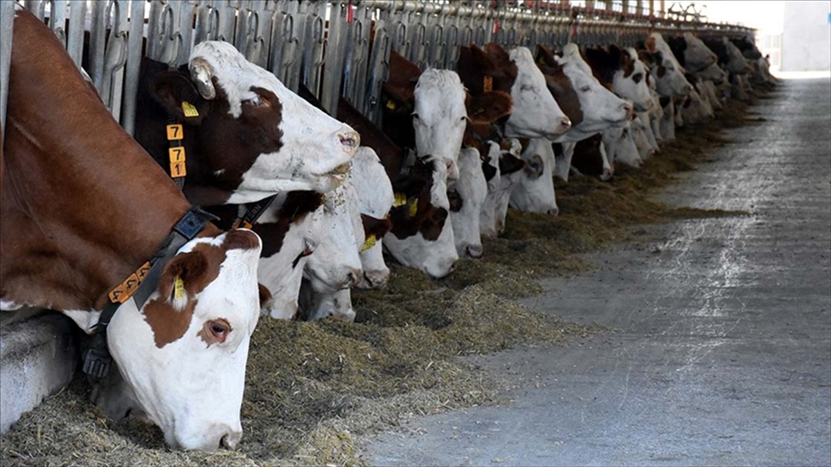 Türkiye'de haziran sonu itibarıyla büyükbaş hayvan sayısı 16,7 milyon, küçükbaş