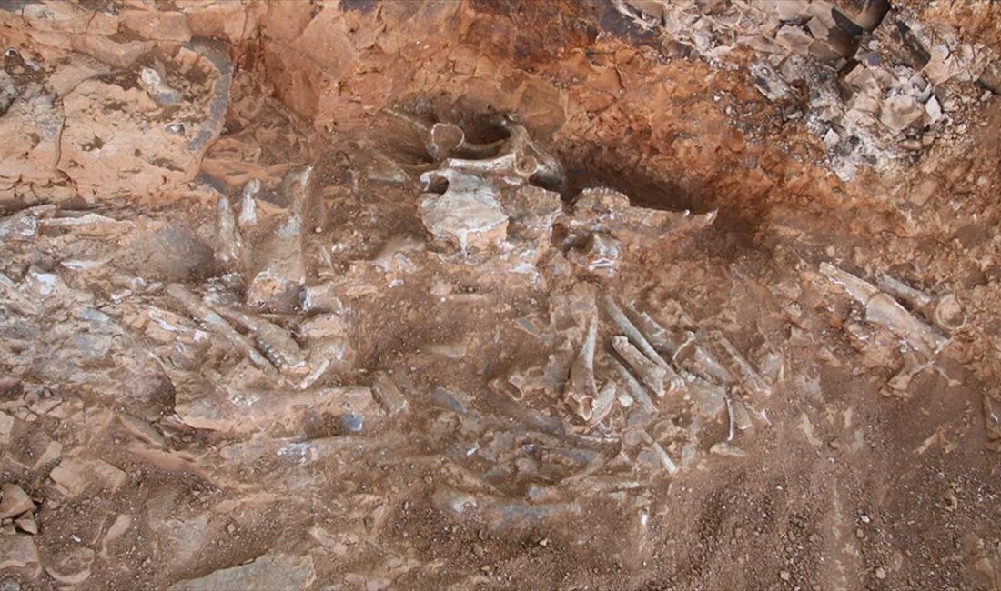 Denizli'nin Tavas ilçesinde yürütülen araştırmalarda 9 milyon yıl öncesine ait
