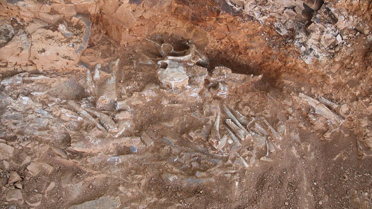 Denizli'nin Tavas ilçesinde yürütülen araştırmalarda 9 milyon yıl öncesine ait