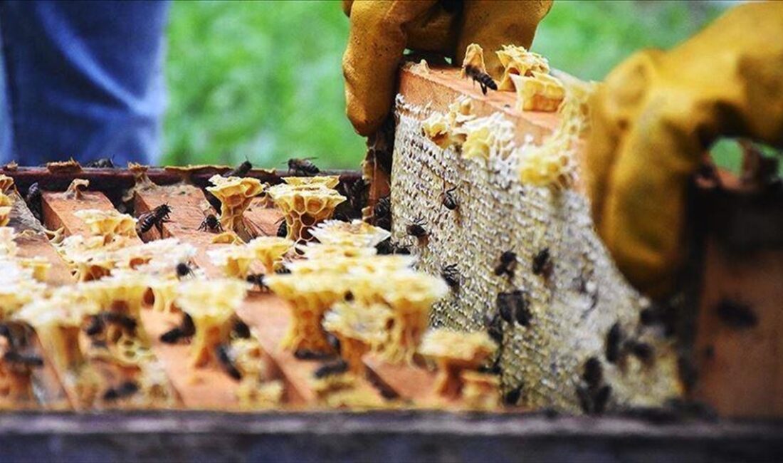 Doğu Karadeniz'den ocak-ağustos döneminde yapılan bal ihracatı yüzde 90 artarak