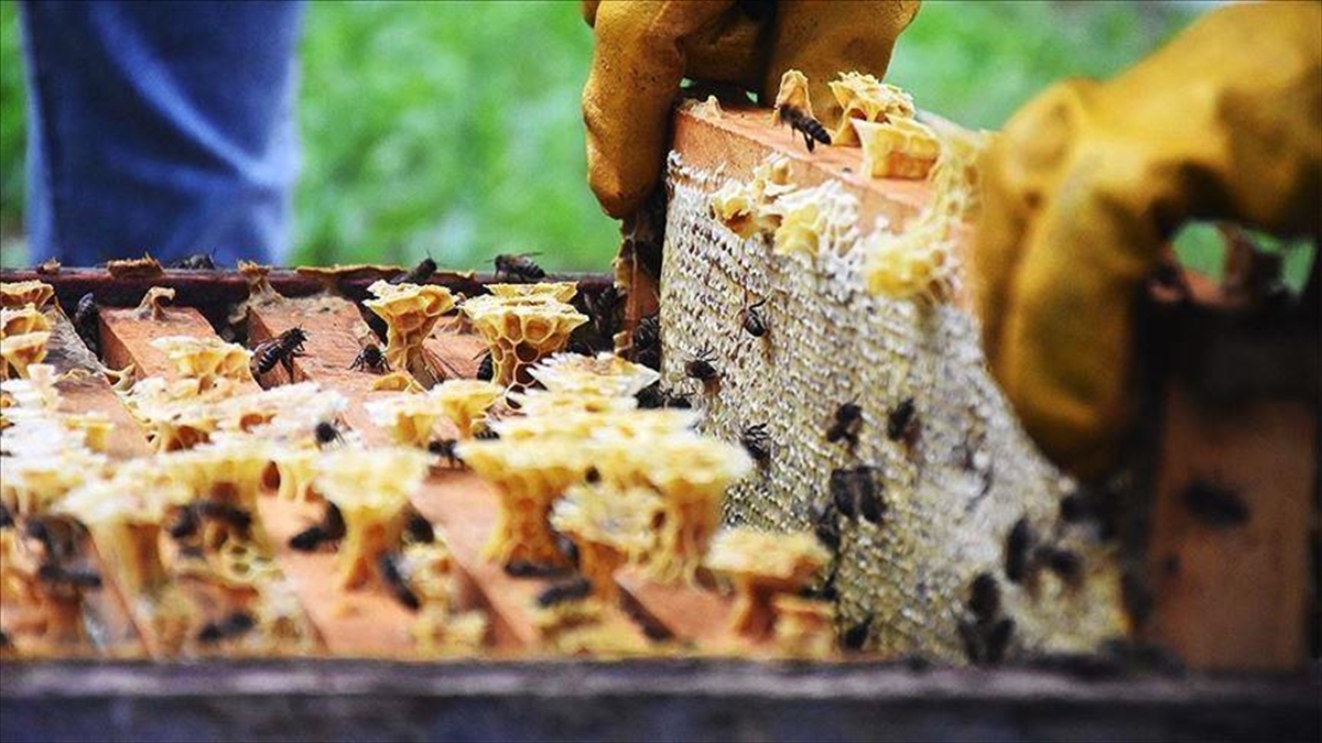 Doğu Karadeniz'den ocak-ağustos döneminde yapılan bal ihracatı yüzde 90 artarak