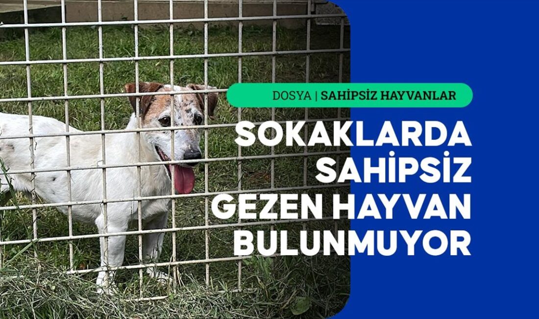 Fransa'da terk edilen köpeklerin ülke genelinde 800 kadar barınakta bakımı