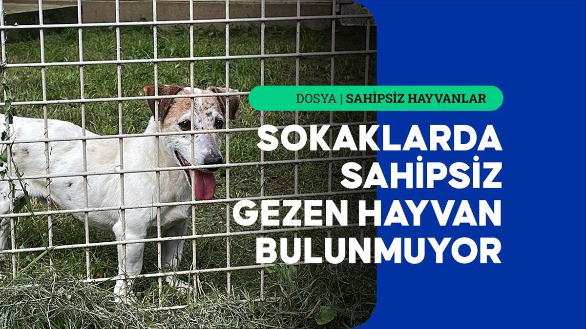 Fransa'da terk edilen köpeklerin ülke genelinde 800 kadar barınakta bakımı