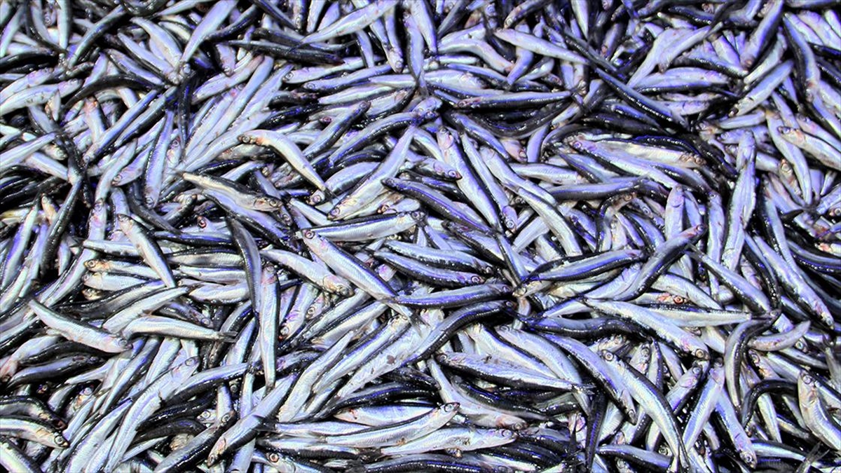 Sinop'ta av sezonunun başında 100 liradan satılan hamsinin kilogramı 50