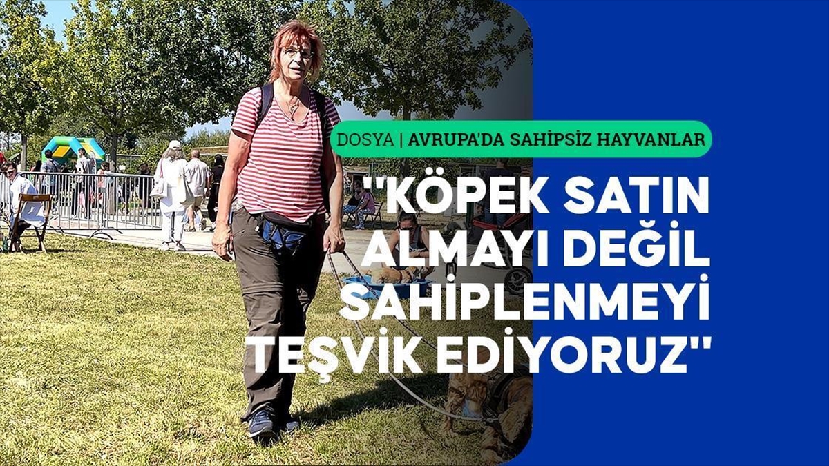 LONDRA (AA) – “Avrupa’da sahipsiz hayvanlar” başlıklı dosya haberin beşinci