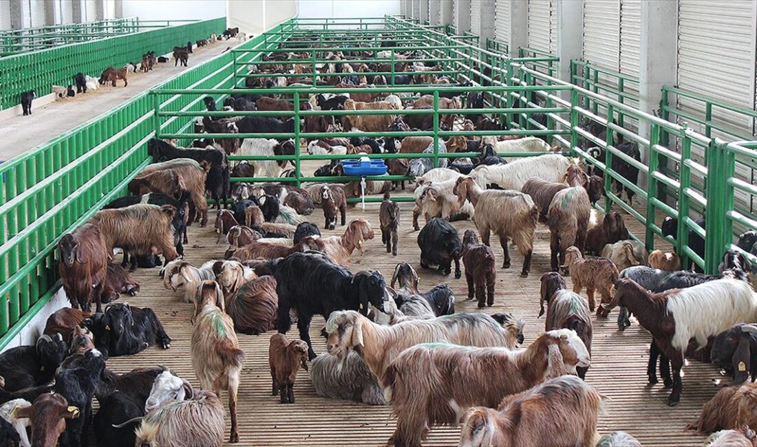 Tarım ve Orman Bakanı İbrahim Yumaklı, AB Katkılı Kırsal Kalkınma