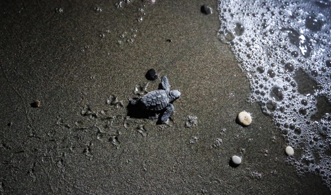 Caretta caretta ve yeşil deniz kaplumbağalarının mavi sularla buluştuğu Mersin'deki