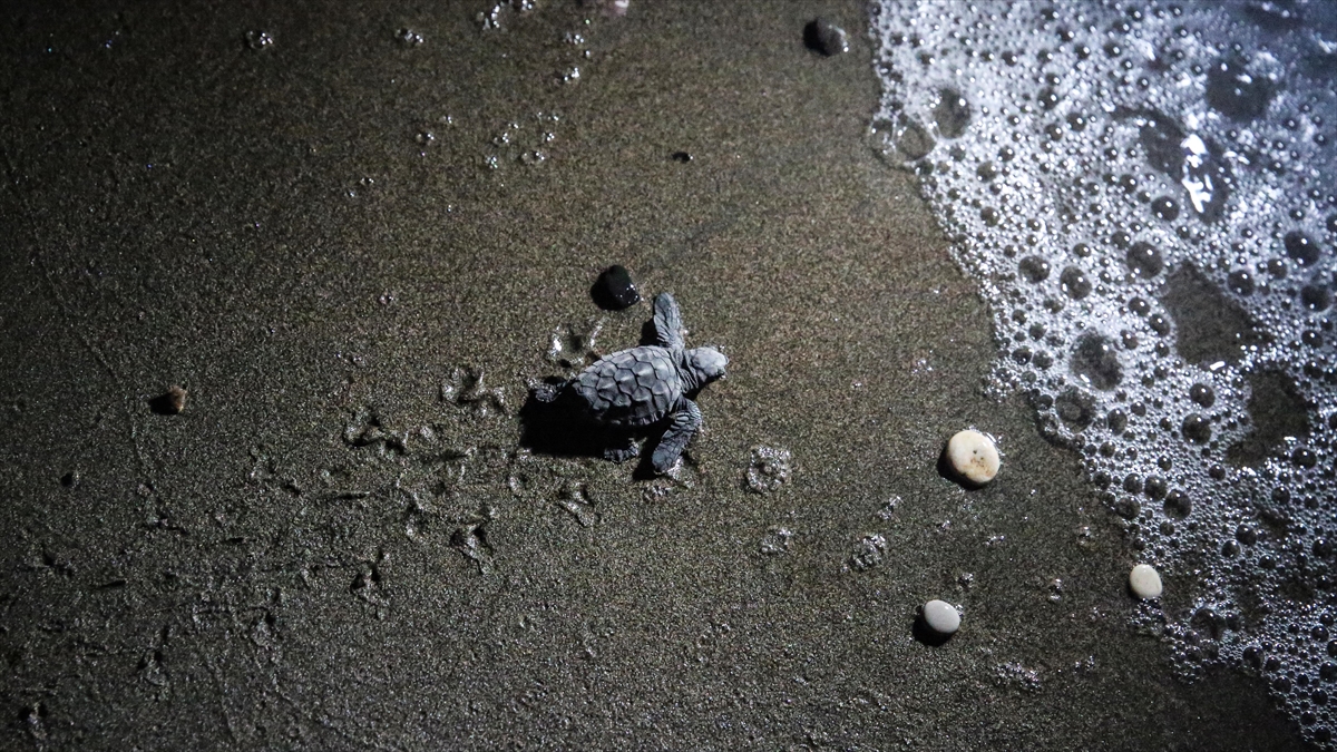 Caretta caretta ve yeşil deniz kaplumbağalarının mavi sularla buluştuğu Mersin'deki
