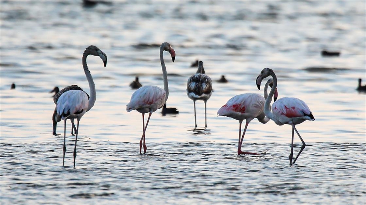 Daha önce belli noktalarda kalabalık gruplar halinde görülen flamingolar, son
