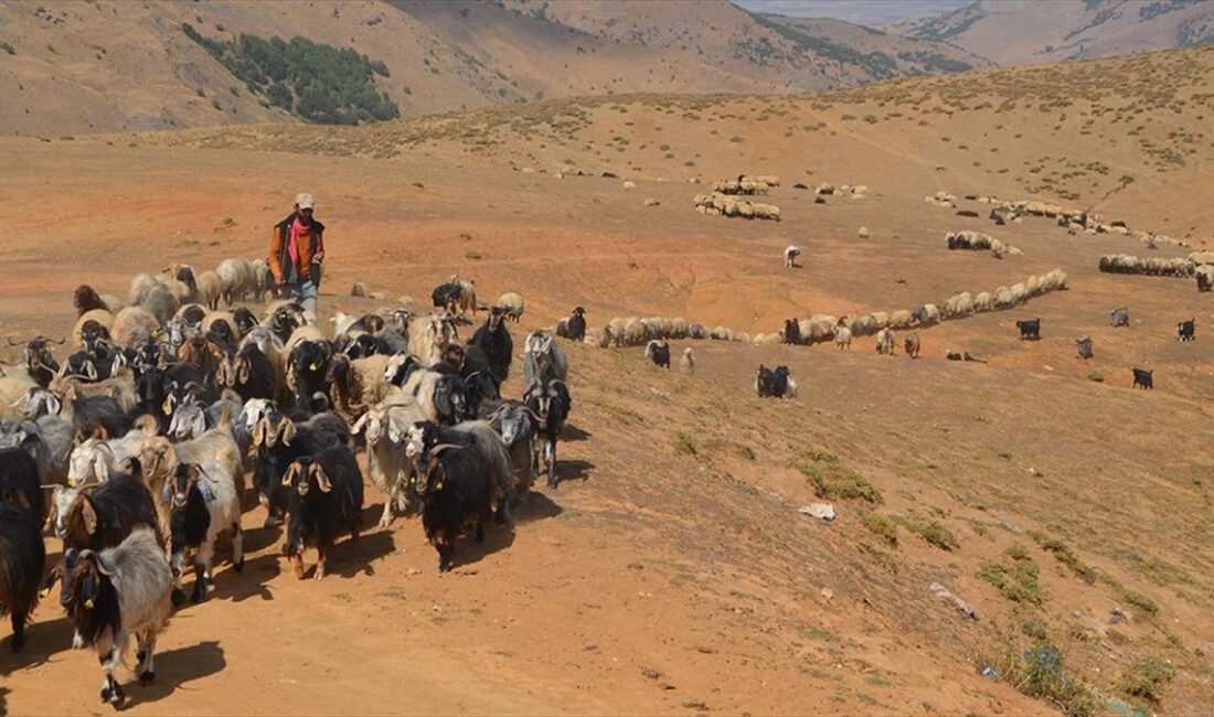 Muş'ta yaz boyunca yaylalarda kalan göçerler, havanın soğumaya başlamasıyla dönüş