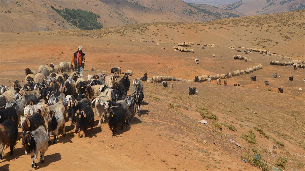 Muş'ta yaz boyunca yaylalarda kalan göçerler, havanın soğumaya başlamasıyla dönüş