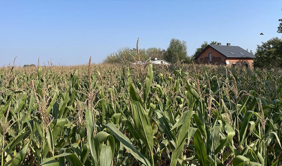 Üretim maliyetleri yüksek olsa da ellerindeki hububatı ucuza satmak zorunda