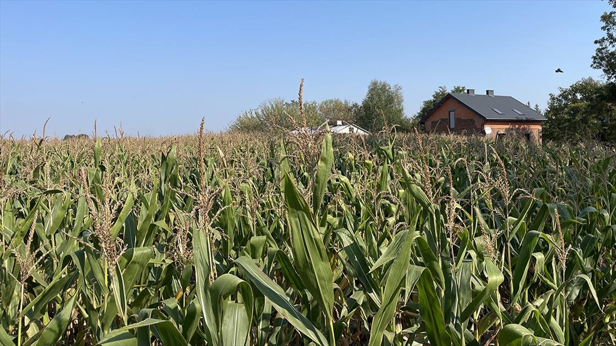 Üretim maliyetleri yüksek olsa da ellerindeki hububatı ucuza satmak zorunda