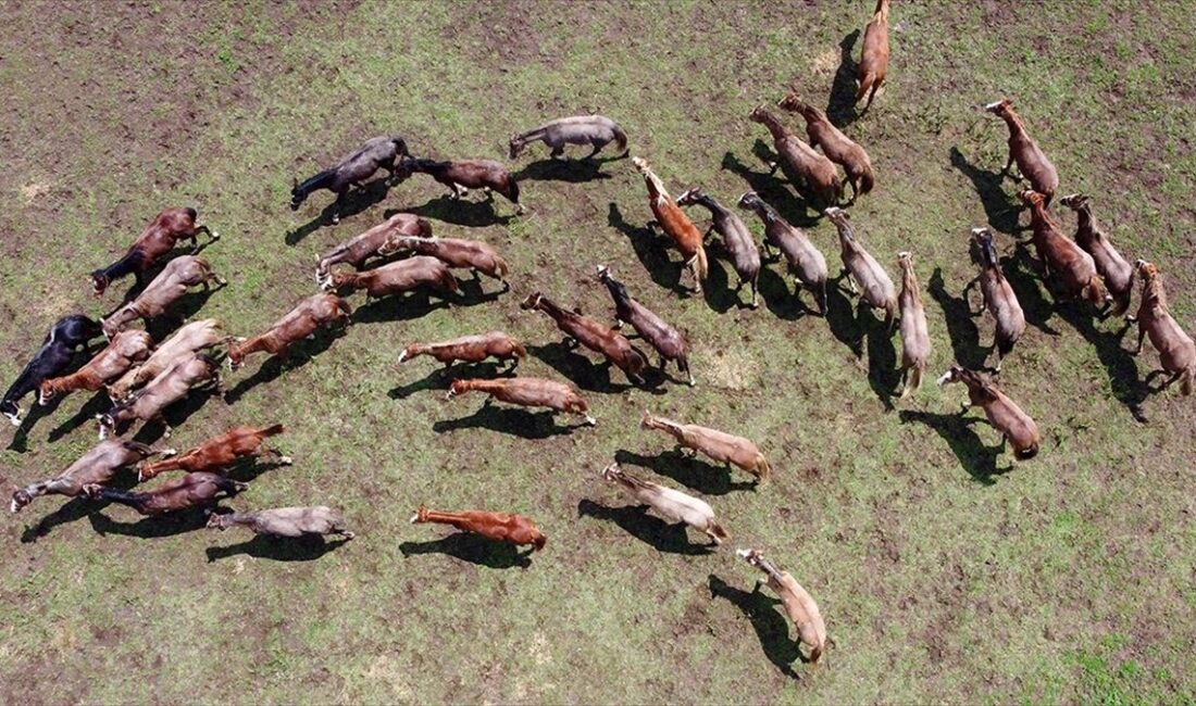 TİGEM 30 safkan Arap koşu tayı satacak Tarım İşletmeleri Genel Müdürlüğüne (TİGEM) bağlı Karacabey Tarım İşletmesi Müdürlüğü,