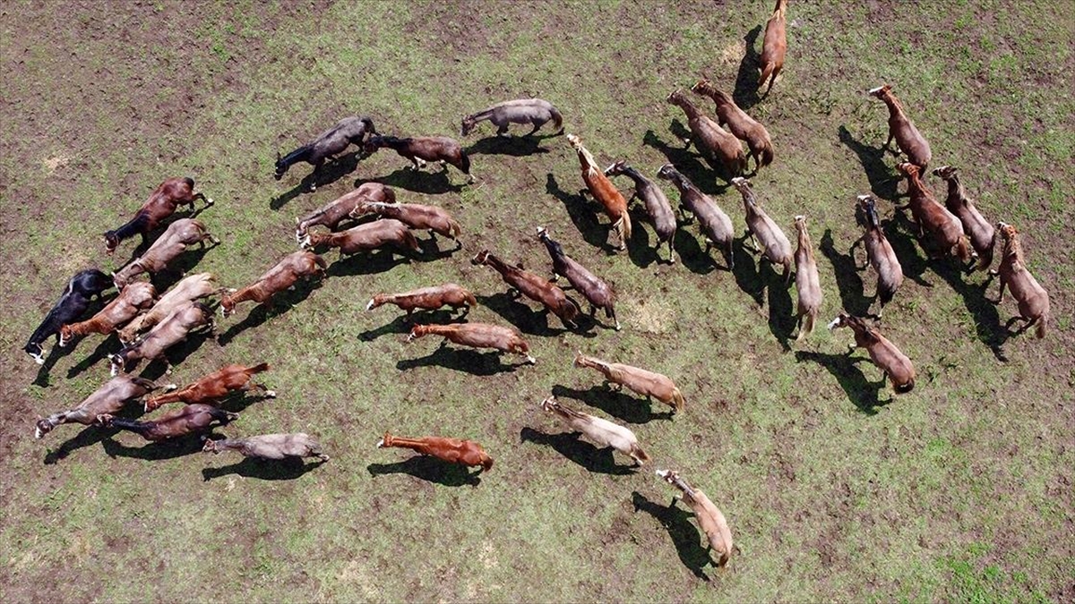 Tarım İşletmeleri Genel Müdürlüğüne (TİGEM) bağlı Karacabey Tarım İşletmesi Müdürlüğü,