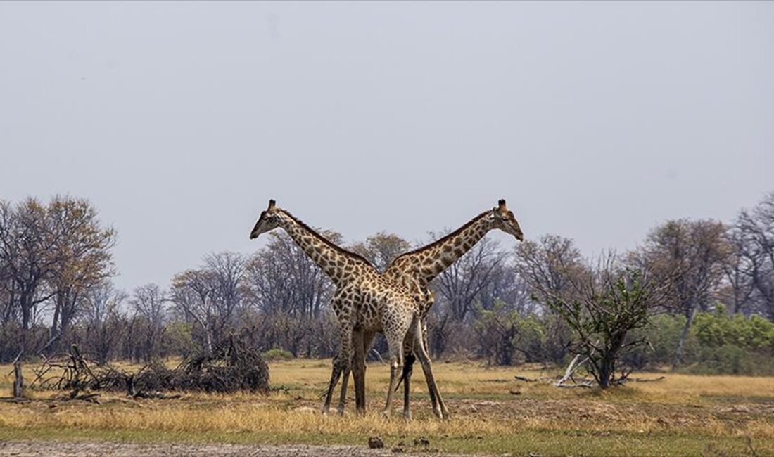  Afrika'nın en önemli doğa alanlarından biri olan ve Botsvana