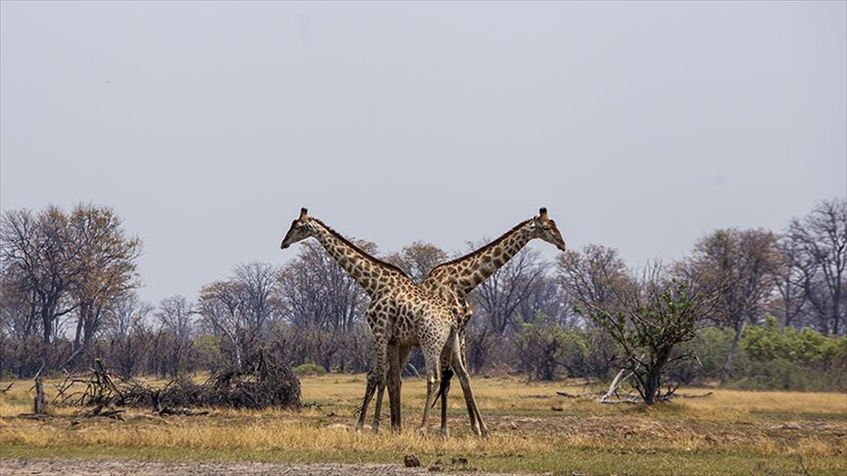  Afrika'nın en önemli doğa alanlarından biri olan ve Botsvana