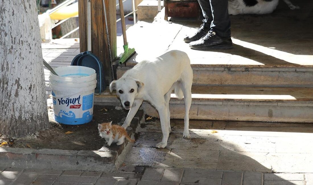 Amasya'da bir restoranın sahibinin baktığı köpek, annesiz kedi yavrusuna sahip