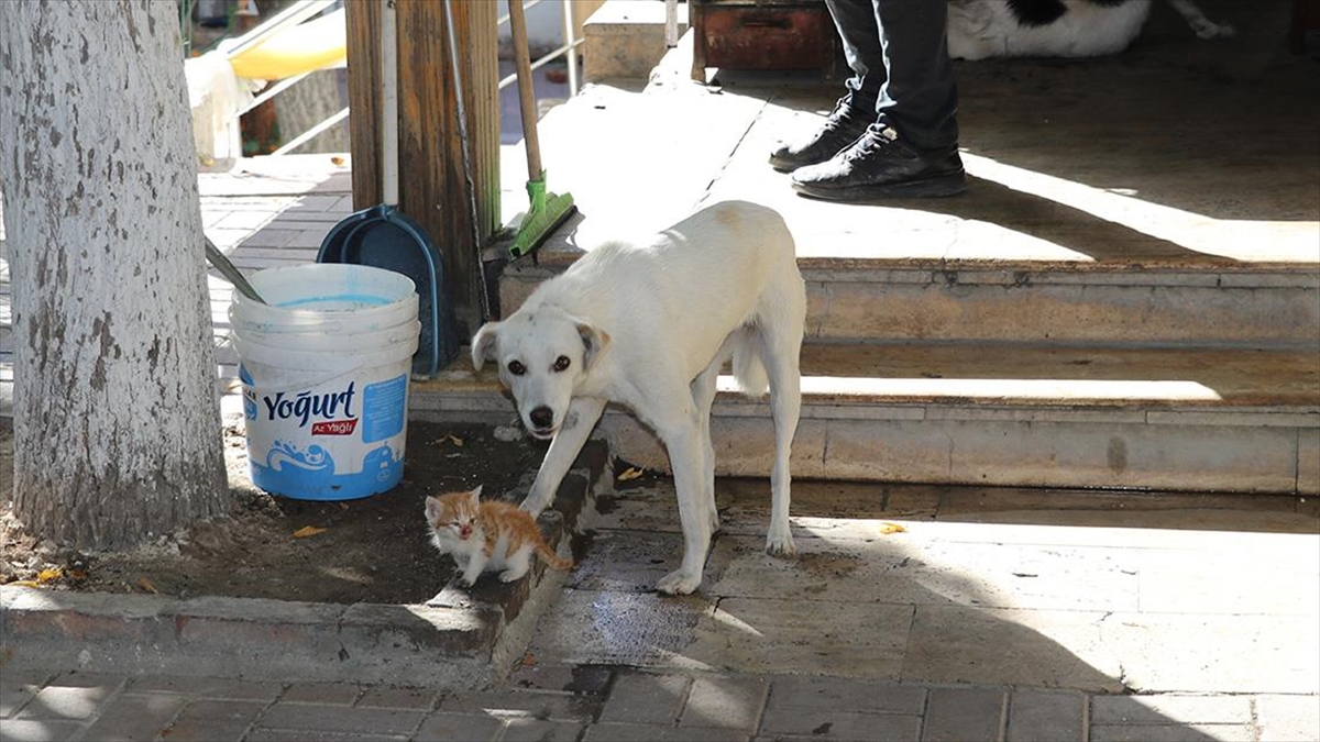 Amasya'da bir restoranın sahibinin baktığı köpek, annesiz kedi yavrusuna sahip