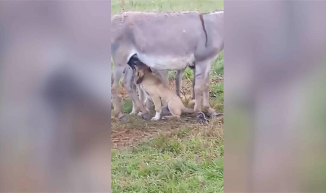 KARS (AA) – İlçede besicilik yapan Soner Yaşar’a ait köpek,