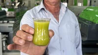 ANTALYA (AA) – Antalya'nın Kumluca ilçesinde üreticiler, hasadını yaptıkları zeytini