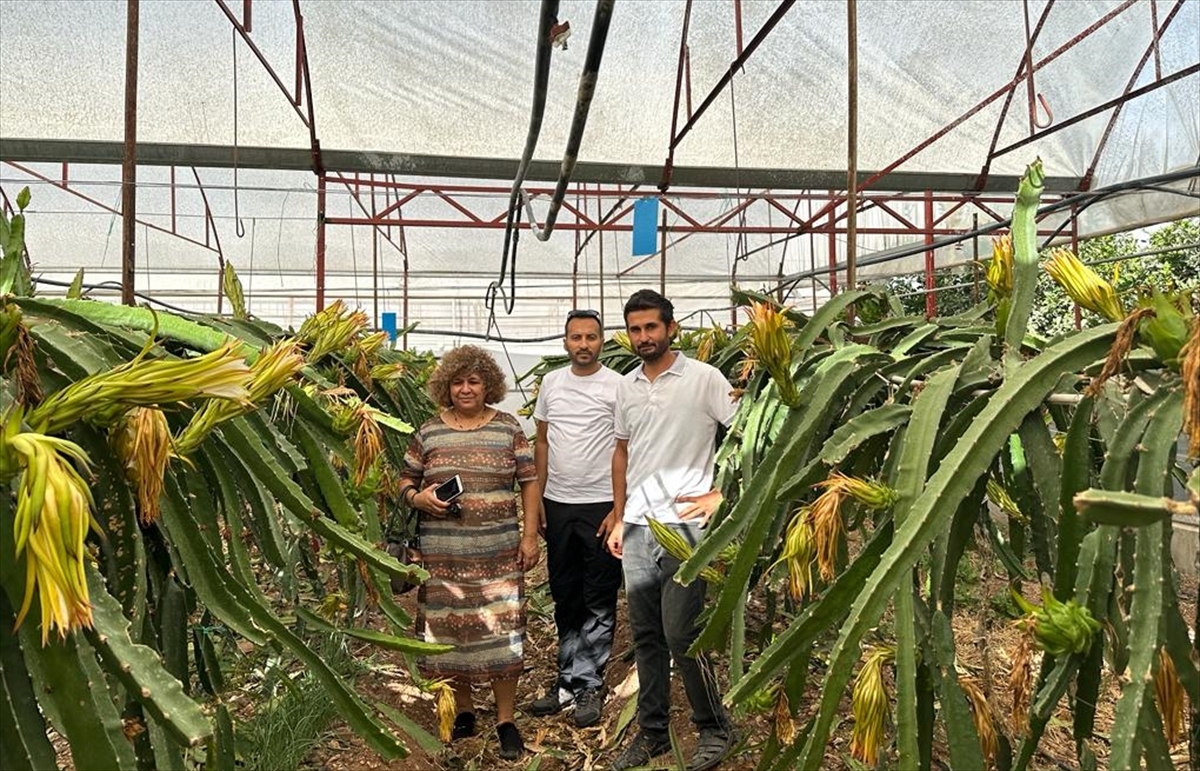 Antalya'da tropik meyve yetiştiriciliği anlatıldı