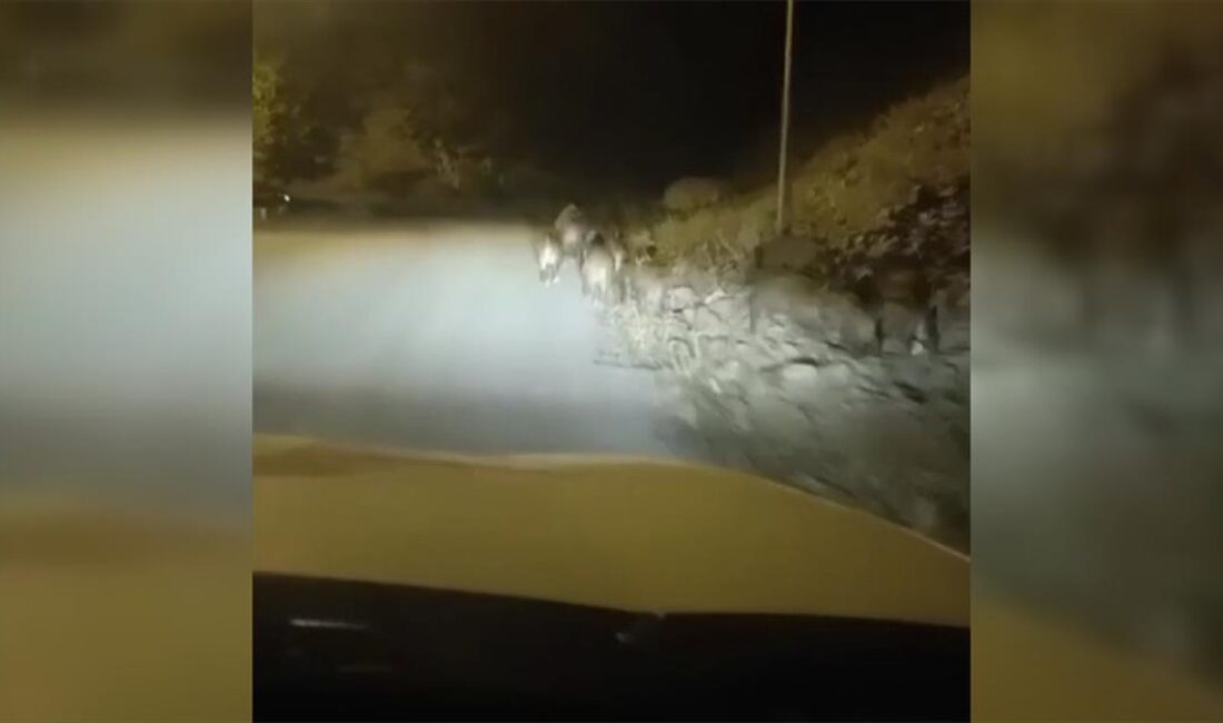Ardahan'ın Posof ilçesi merkezine inen domuz sürüsü, cep telefonu kamerasıyla