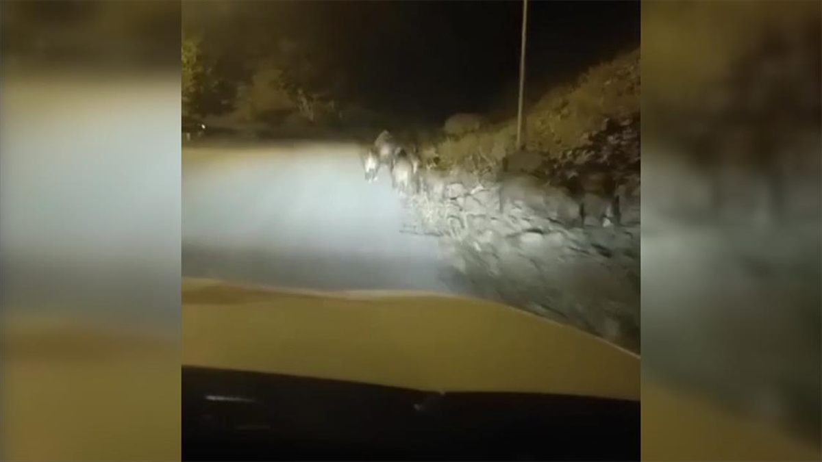 Ardahan'ın Posof ilçesi merkezine inen domuz sürüsü, cep telefonu kamerasıyla