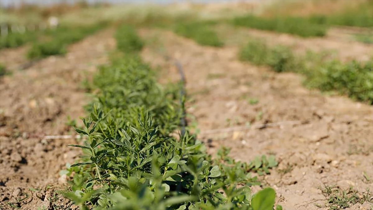 Trakya'da buğday, ayçiçeği ve çeltikte verim alınamayan atıl ve verimsiz