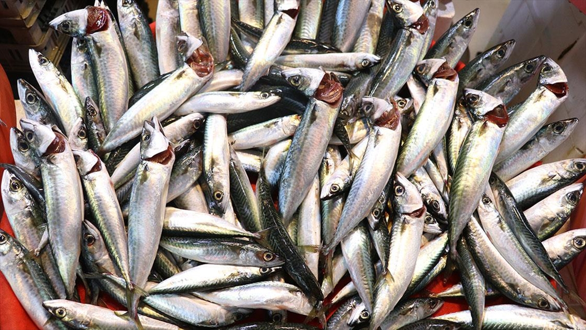 YALOVA (AA) – Çocuk Sağlığı ve Hastalıkları Uzmanı da olan