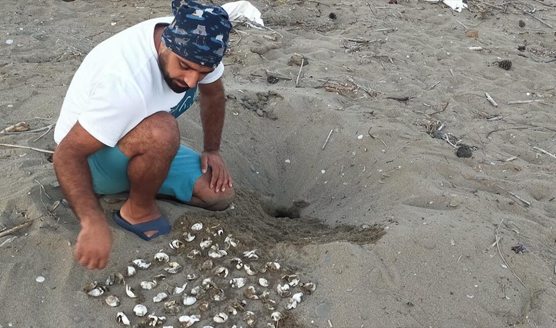 Antalya'nın Belek ve Kızılot sahillerinde, bu yıl 3 bin 150'ye