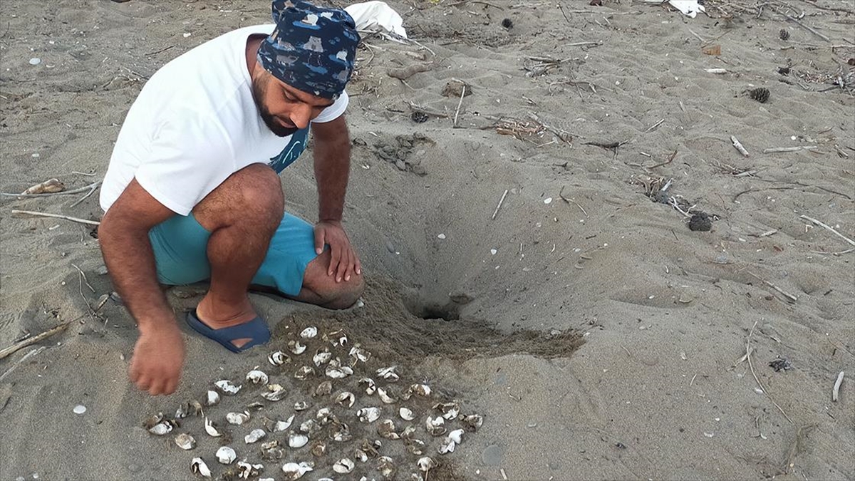 Antalya'nın Belek ve Kızılot sahillerinde, bu yıl 3 bin 150'ye