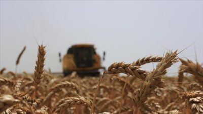 Türkiye'de bitkisel üretimin bu yıl, geçen yıla kıyasla, tahıllar ve
