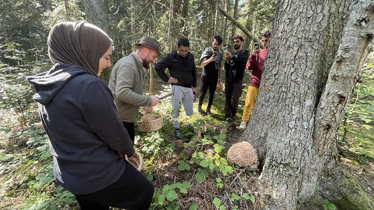 Bolu'nun doğal güzellikleriyle ünlü Abant Gölü Milli Parkı'ndaki yaylalar, mantar