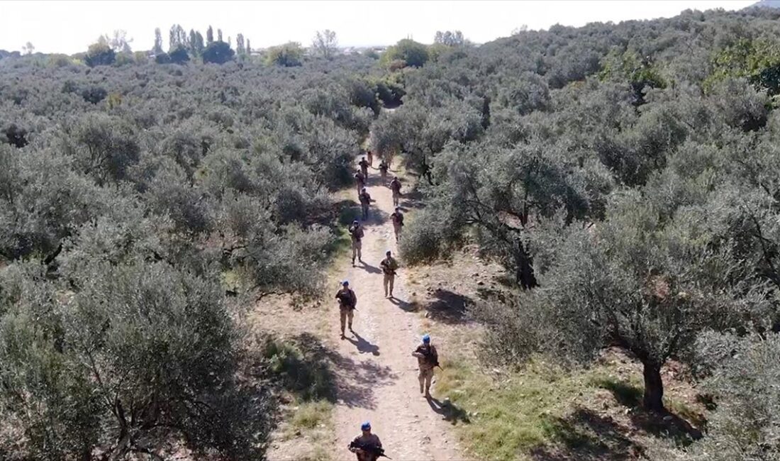 Türkiye'nin zeytin ve zeytinyağı üretiminde önemli merkezlerinden Balıkesir'deki Edremit Körfezi