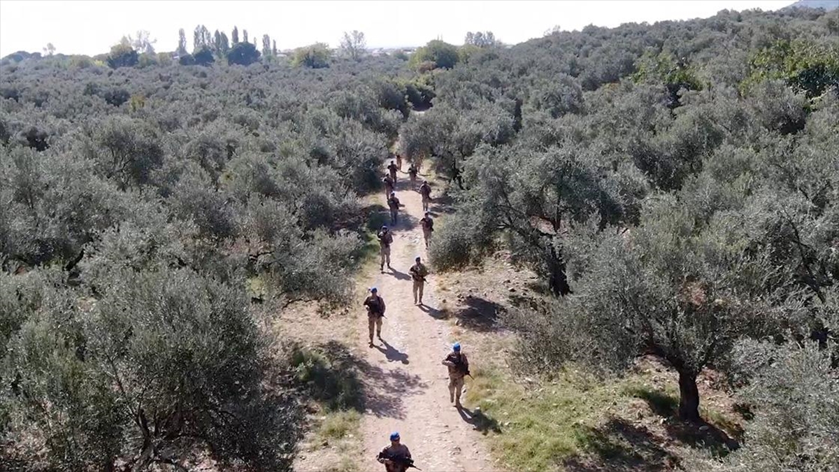 Türkiye'nin zeytin ve zeytinyağı üretiminde önemli merkezlerinden Balıkesir'deki Edremit Körfezi