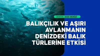 Öğretim Üyesi Doç. Dr. Taner Yıldız, Ege Denizi'ndeki ekonomik balık