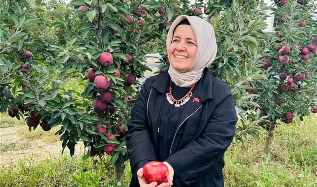ANTALYA (AA) – Elmalı ilçesinde elma hasadının başladığı bildirildi. İlçe
