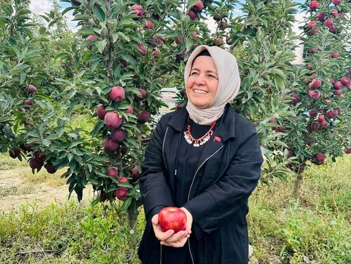 ANTALYA (AA) – Elmalı ilçesinde elma hasadının başladığı bildirildi. İlçe