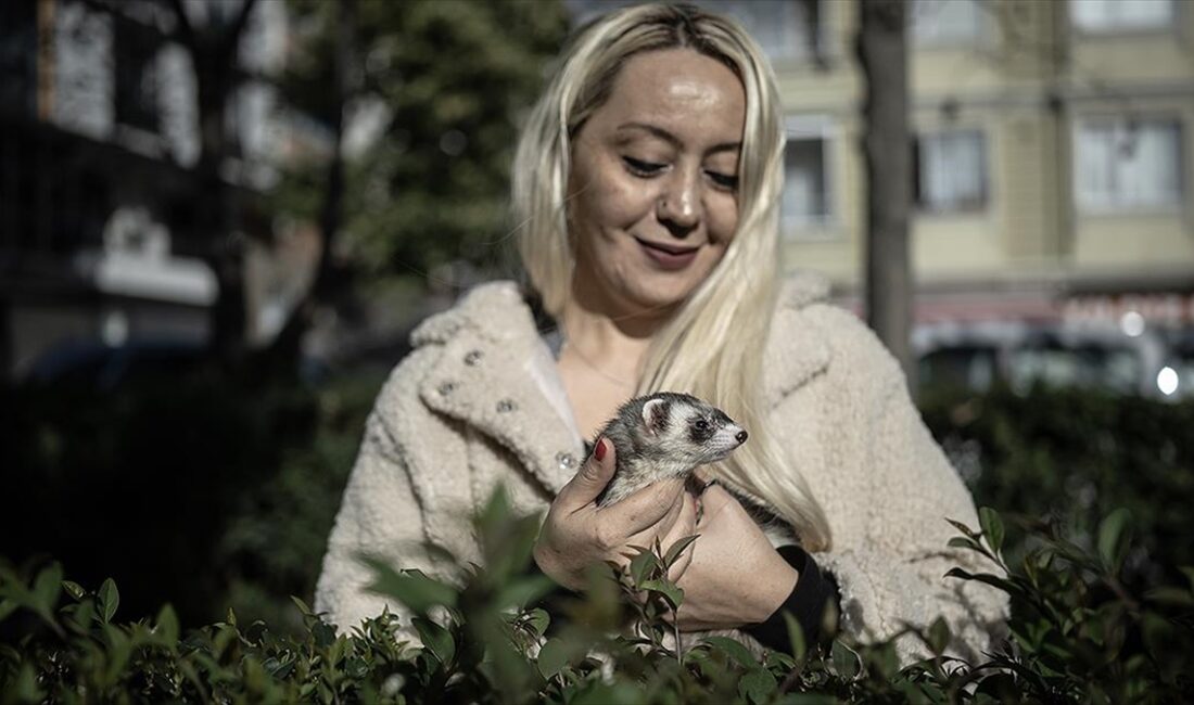Avrupa'da sıklıkla evlerde beslenen gelinciklerin, Türkiye'de de "ev hayvanı" kapsamına