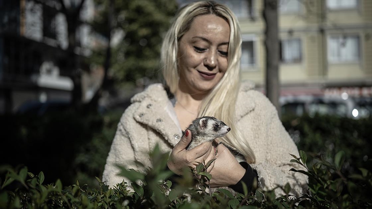 Avrupa'da sıklıkla evlerde beslenen gelinciklerin, Türkiye'de de "ev hayvanı" kapsamına