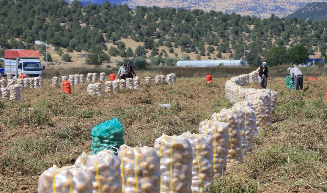 Muğla Tarım ve Orman Müdürü Barış Saylak, kentte yılın her