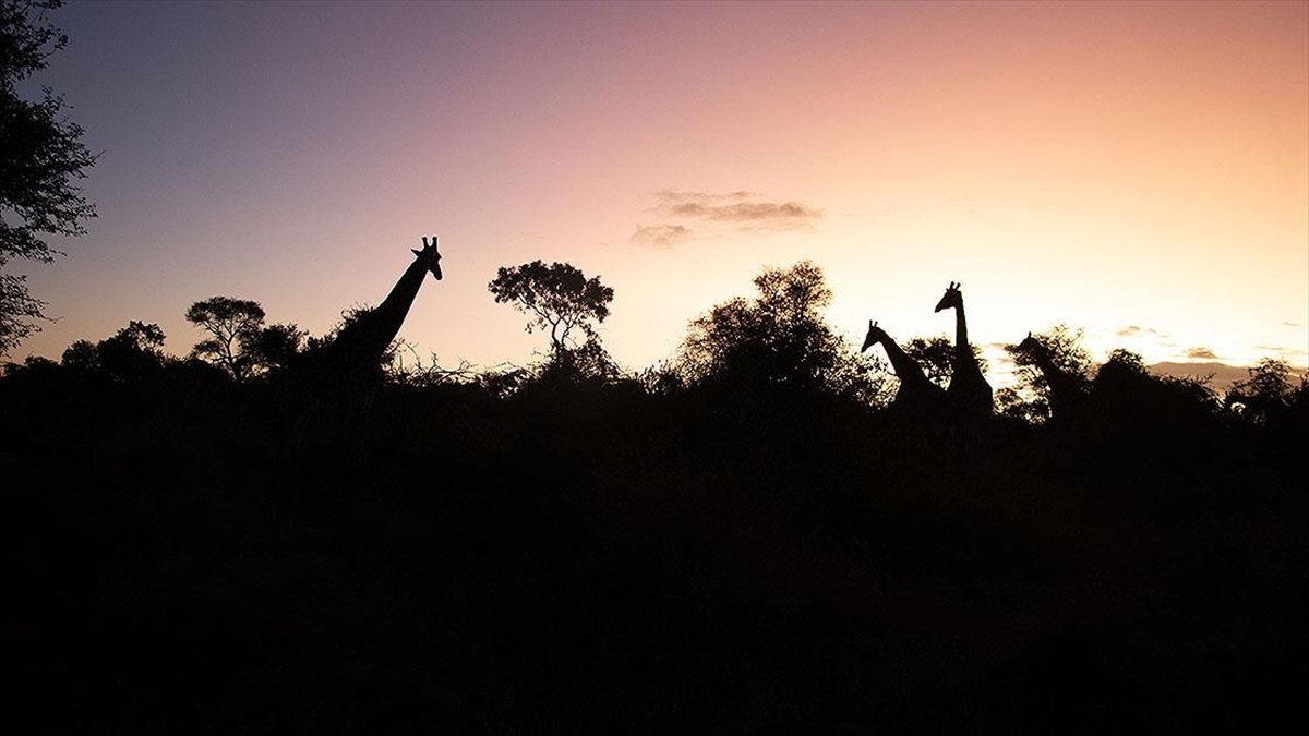 Güney Afrika Cumhuriyeti'nin en ünlü safari merkezlerinden Kruger Ulusal Parkı'nda